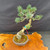 Angled full view of imported Japanese White Pine bonsai showing trunk movement and developing structure