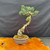 Imported Japanese White Pine bonsai tree in 8 inch ceramic pot with slanting trunk and recovery character