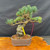 Imported Japanese White Pine bonsai tree in 8 inch ceramic pot with powerful aged base and broad canopy