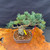 Angled full view of imported Japanese White Pine bonsai showing compact canopy and strong base
