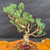 Close up of branching and needles on one of a kind imported Japanese White Pine bonsai