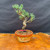 Small imported Japanese White Pine bonsai tree in Tokoname grow pot with compact branching and trunk character