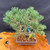 Top angled view of imported Japanese White Pine bonsai showing dense canopy structure