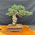 Angled full view of imported Japanese White Pine bonsai with broad canopy in rectangular ceramic pot
