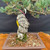 Close up of lower trunk and bark texture on imported Japanese White Pine bonsai