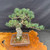 Rear angled view of imported Japanese White Pine bonsai showing trunk movement and branch placement