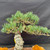 Close up of canopy and branching on one of a kind imported Japanese White Pine bonsai