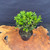 Top view of mature Harland Boxwood bonsai material