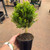 Mature Harland Boxwood pre-bonsai ready for a ceramic bonsai pot