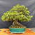 Front view of mature flowering Satsuki azalea bonsai with a broad canopy, powerful exposed roots, and a handmade green-blue Dale Cochoy oval pot