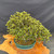 Rear view of Satsuki azalea bonsai showing dense evergreen foliage, compact silhouette, and the handmade oval Dale Cochoy bonsai pot