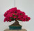 Satsuki azalea bonsai in full bloom with vivid deep pink to red flowers covering the canopy above a handmade green-blue oval bonsai pot