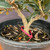 Close-up of European Olive pre-bonsai trunk base showing surface roots, lower trunk flare, and branching emerging from the base in training pot