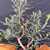 Detailed view of European Olive pre-bonsai showing upright branch structure, olive foliage, and open styling potential