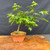 Front view of a Japanese Maple bonsai with a broad spring canopy, fresh green leaves, and a gently spreading silhouette in a round unglazed Tokoname grow pot on a natural wood slab against a dark backdrop