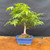 Front view of a compact Japanese Maple bonsai with refined branching, fresh green spring leaves, and a dark blue glazed ceramic bonsai pot on a natural wood slab against a dark backdrop