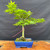 Front view of a Japanese Maple bonsai with a broad asymmetrical canopy, visible surface roots, and a deep blue rectangular Yixing ceramic pot on a natural wood slab against a dark backdrop