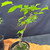 Korean Hornbeam pre-bonsai in 4 inch grow pot with upright trunk and new spring growth
