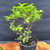 Jacqueline Hiller Chinese Elm pre-bonsai in 4 inch grow pot with fresh spring foliage