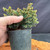 Norway Spruce pre-bonsai in 4 inch pot with dense compact blue-green needles