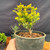 Dwarf Japanese Yew pre-bonsai in 4 inch pot with golden green foliage
