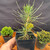 Twice-cut Mark Comstock Japanese Black Pine pre-bonsai in 2.5 inch pot