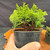 Dwarf Hinoki Cypress pre-bonsai in 4 inch pot with dense compact green foliage