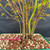 Base of Japanese Maple Forest bonsai showing multi-trunk seed-grown composition in Yixing pot