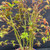 Close-up of trunk lines and spring foliage on Japanese Maple Forest bonsai