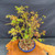 One-of-a-kind Japanese Maple Forest bonsai in 10 inch Yixing ceramic pot photographed in spring