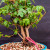 A detailed close-up shot of a healthy Trident Maple bonsai tree. The tree features a multi-trunk structure, with two primary tan-colored trunks splitting from a single, thick root base. Looped tightly around the lower part of the right-hand trunk is a vibrant pink plastic security tag embossed with the white number '14115'. 

The tree is lush with many small, bright green, three-lobed leaves typical of its species, some of which appear fresh and slightly curled. Its thin, woody branches reach out in various directions, creating a full canopy. The bonsai sits in a shallow, round, turquoise-blue ceramic pot filled with a gritty topsoil of small white and reddish-brown volcanic pebbles. The entire scene is captured against a solid, dark, textured grey background, which emphasizes the vivid colors of the green foliage and the striking pink tag.