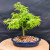 A detailed studio photograph showcases a young Japanese Maple bonsai tree (likely an *Acer palmatum* variety) in a shallow, oval, dark blue glazed ceramic pot. The tree features a straight, slender trunk with smooth green bark that branches out into a dense, rounded canopy. Its delicate, palm-shaped leaves are a vibrant, light spring green, with some newer growth showing chartreuse tones and subtle reddish-pink tips. Tiny water droplets are scattered across the foliage, giving it a fresh appearance.

The bonsai is planted in a well-draining, coarse soil mixture consisting of white, gray, and reddish-brown volcanic rock and pumice. At the very base of the trunk, some surface roots (nebari) are beginning to show. A bright pink plastic identification tag with the number "24629" is looped around the base of the trunk and rests across the rocky soil. The entire arrangement is set on a light-tan, circular wooden pedestal, centered against a solid, non-reflective dark gray fabric backdrop that makes the bright green of the tree pop.