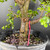 Close-up of Dwarf Jade bonsai trunk showing bark texture, lower trunk character, and surface soil in training pot