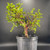 Dwarf Jade bonsai with broad windswept canopy and strong trunk in black 11 inch training pot