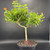 Large flowering Lantana bonsai with orange blooms and heavy bud set in black 10 inch training pot