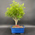 Mature Chinese Pepper bonsai with dense canopy in blue Japanese ceramic pot