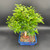Top view of mature Chinese Pepper bonsai showing dense canopy, refined branching, and blue Japanese ceramic pot