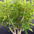 Detailed view of mature Chinese Pepper bonsai branching and interior canopy with dense green foliage