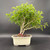 Chinese Pepper bonsai in clump style with lemon-scented foliage in cream Japanese ceramic pot