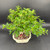 Top view of Chinese Pepper bonsai showing dense clump-style canopy and fine textured foliage