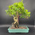 Tiger Bark Ficus bonsai with incredible air roots and sculptural trunk in green Japanese ceramic pot