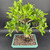 Top view of Tiger Bark Ficus bonsai showing broad canopy, dramatic trunk character, and powerful root structure