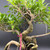 Detailed view of Tiger Bark Ficus bonsai trunk and branching showing textured bark, movement, and root character