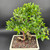 Top view of Tiger Bark Ficus bonsai showing broad canopy, dramatic base, and sculptural air roots