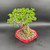 Top view of exposed root Premna Microphylla bonsai showing compact canopy and red Yixing ceramic pot