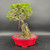 Exposed root Premna Microphylla bonsai in red Yixing ceramic pot