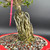 Close-up of Premna Microphylla bonsai exposed root base and red Yixing ceramic pot