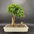 Parrot Beak bonsai with mudmen in cream Japanese glazed pot