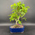 Fruiting mature tropical Barbados Cherry bonsai in blue Japanese glazed pot