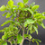 Detailed view of mature Barbados Cherry bonsai branching and healthy tropical green foliage